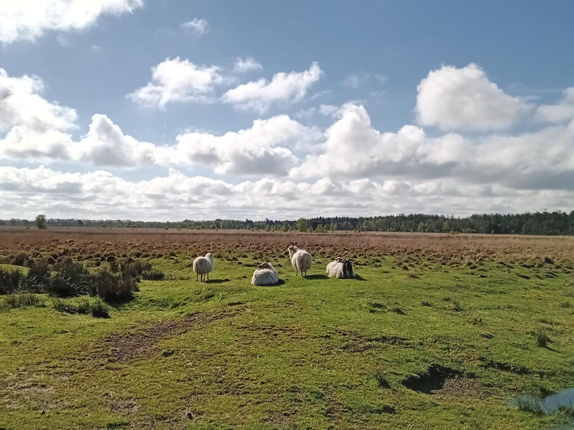 Ruim Huisje Op Een Prachtige Plek Hemrik Exteriér fotografie